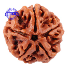 Load image into Gallery viewer, 5 Mukhi Rudraksha from Nepal - Bead No. 91
