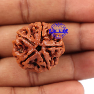 5 Mukhi Rudraksha from Nepal - Bead No. 91