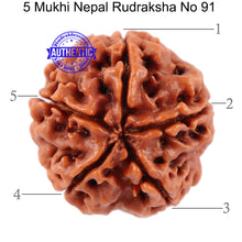 Load image into Gallery viewer, 5 Mukhi Rudraksha from Nepal - Bead No. 91
