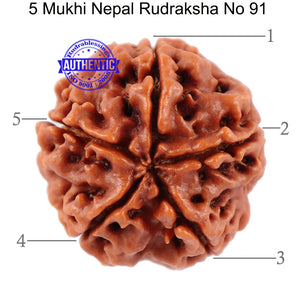 5 Mukhi Rudraksha from Nepal - Bead No. 91