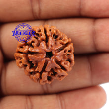 Load image into Gallery viewer, 5 Mukhi Rudraksha from Nepal - Bead No. 92
