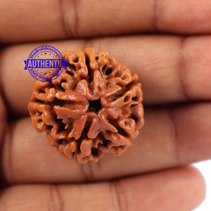 5 Mukhi Rudraksha from Nepal - Bead No. 92