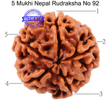 Load image into Gallery viewer, 5 Mukhi Rudraksha from Nepal - Bead No. 92
