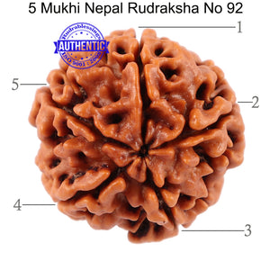 5 Mukhi Rudraksha from Nepal - Bead No. 92