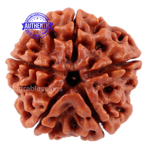 5 Mukhi Rudraksha from Nepal - Bead No. 93