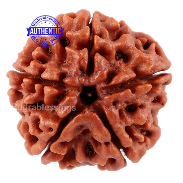 5 Mukhi Rudraksha from Nepal - Bead No. 93