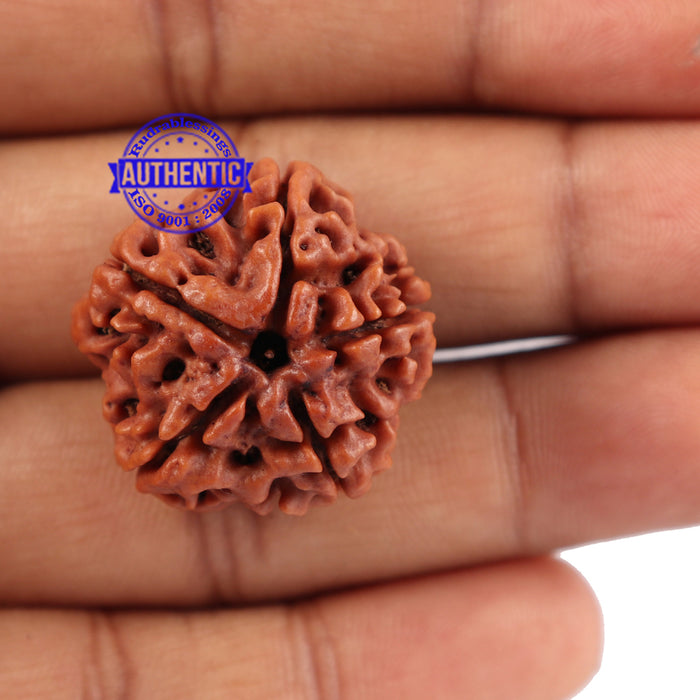 5 Mukhi Rudraksha from Nepal - Bead No. 93