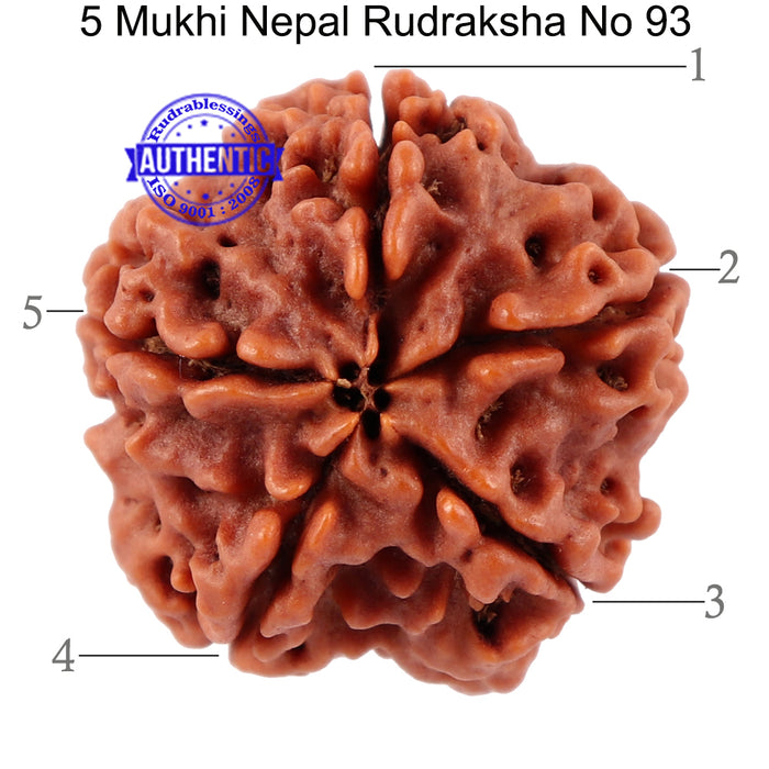 5 Mukhi Rudraksha from Nepal - Bead No. 93