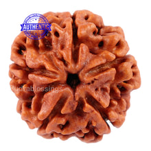 Load image into Gallery viewer, 5 Mukhi Rudraksha from Nepal - Bead No. 94
