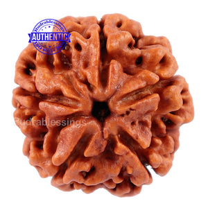 5 Mukhi Rudraksha from Nepal - Bead No. 94