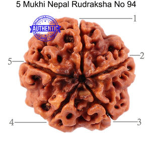 5 Mukhi Rudraksha from Nepal - Bead No. 94