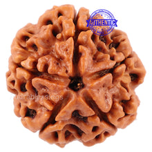 Load image into Gallery viewer, 5 Mukhi Rudraksha from Nepal - Bead No. 95

