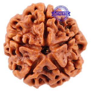 5 Mukhi Rudraksha from Nepal - Bead No. 95