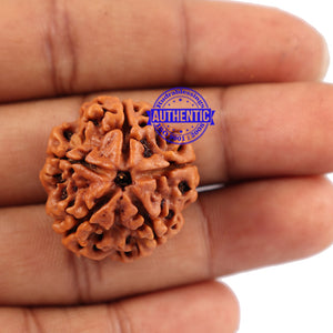 5 Mukhi Rudraksha from Nepal - Bead No. 95