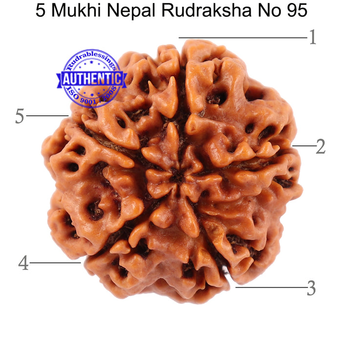 5 Mukhi Rudraksha from Nepal - Bead No. 95
