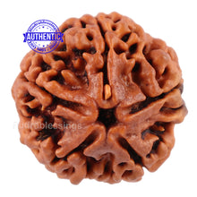 Load image into Gallery viewer, 5 Mukhi Rudraksha from Nepal - Bead No. 96
