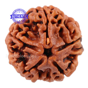 5 Mukhi Rudraksha from Nepal - Bead No. 96