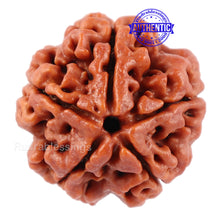 Load image into Gallery viewer, 5 Mukhi Rudraksha from Nepal - Bead No 98
