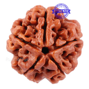 5 Mukhi Rudraksha from Nepal - Bead No 98