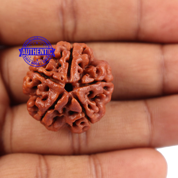 5 Mukhi Rudraksha from Nepal - Bead No 98