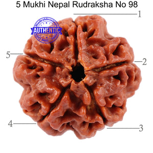 5 Mukhi Rudraksha from Nepal - Bead No 98