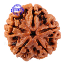 Load image into Gallery viewer, 5 Mukhi Rudraksha from Nepal - Bead No. 99
