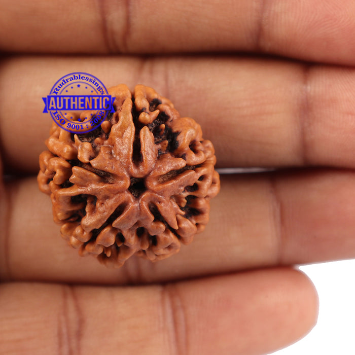 5 Mukhi Rudraksha from Nepal - Bead No. 99