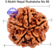 Load image into Gallery viewer, 5 Mukhi Rudraksha from Nepal - Bead No. 99
