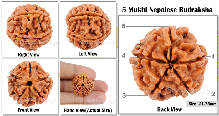 5 Mukhi Rudraksha from Nepal - Bead No. 71