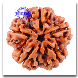 5 Mukhi Rudraksha from Nepal - Bead No. 97