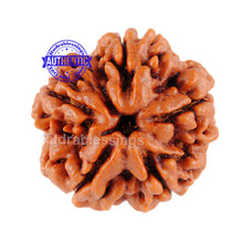 Load image into Gallery viewer, 5 Mukhi Rudraksha from Nepal - Bead No. 12
