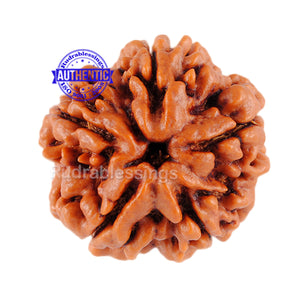 5 Mukhi Rudraksha from Nepal - Bead No. 12