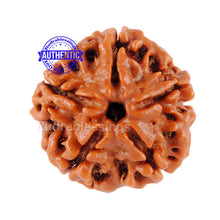 Load image into Gallery viewer, 5 Mukhi Rudraksha from Nepal - Bead No. 13
