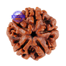 Load image into Gallery viewer, 5 Mukhi Rudraksha from Nepal - Bead No. 6
