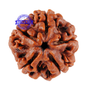 5 Mukhi Rudraksha from Nepal - Bead No. 6
