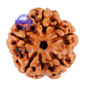 5 Mukhi Rudraksha from Nepal - Bead No. 9