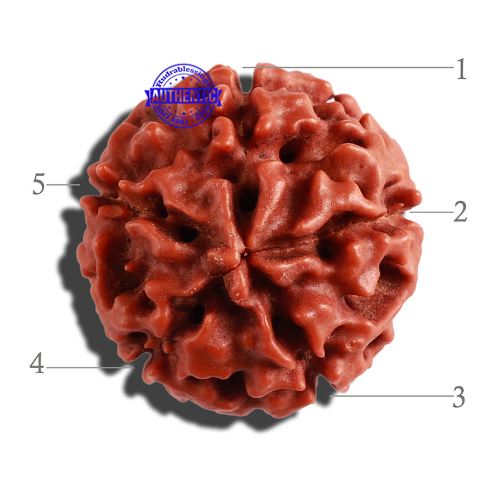 5 Mukhi Hybrid Rudraksha - Bead No. 1