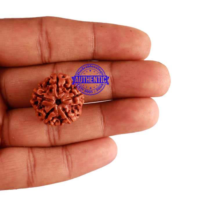 5 Mukhi Rudraksha from Nepal - Bead No. 199