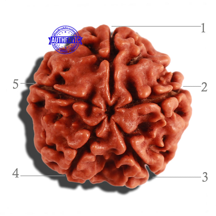 5 Mukhi Rudraksha from Nepal - Bead No. 199
