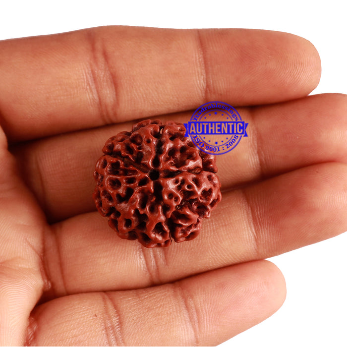 5 Mukhi Hybrid Rudraksha - Bead No. 2