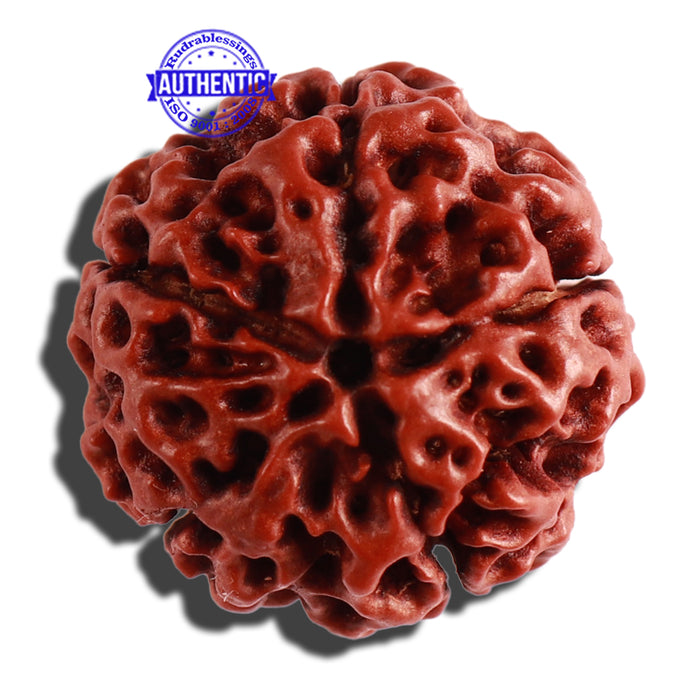 5 Mukhi Hybrid Rudraksha - Bead No. 2