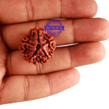 Load image into Gallery viewer, 5 Mukhi Rudraksha from Nepal - Bead No. 228
