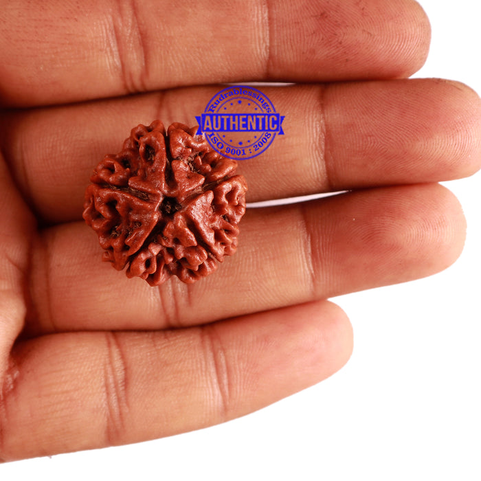5 Mukhi Rudraksha from Nepal - Bead No. 228