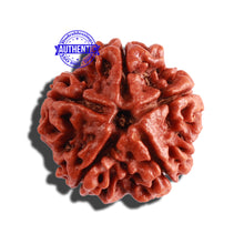 Load image into Gallery viewer, 5 Mukhi Rudraksha from Nepal - Bead No. 228
