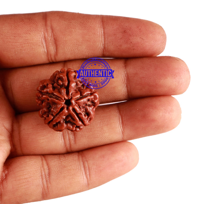 5 Mukhi Rudraksha from Nepal - Bead No. 229