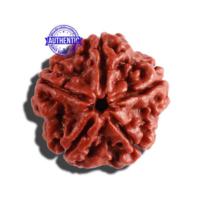 5 Mukhi Rudraksha from Nepal - Bead No. 229