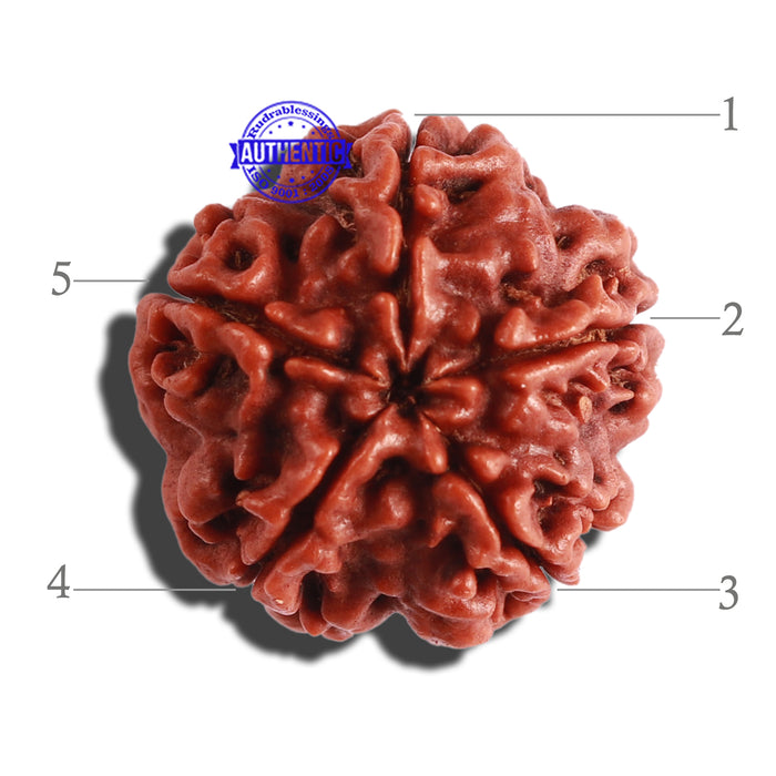 5 Mukhi Rudraksha from Nepal - Bead No. 229