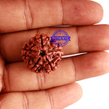 Load image into Gallery viewer, 5 Mukhi Rudraksha from Nepal - Bead No. 230
