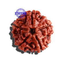 Load image into Gallery viewer, 5 Mukhi Rudraksha from Nepal - Bead No. 230

