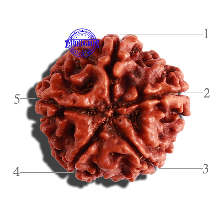 5 Mukhi Rudraksha from Nepal - Bead No. 230